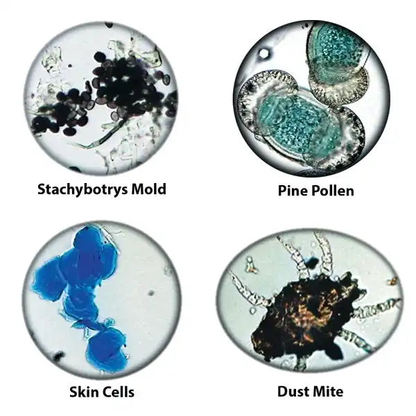 types of particulates seen in microscope from air-o-cell sample—mold spores, fibers, pollen
